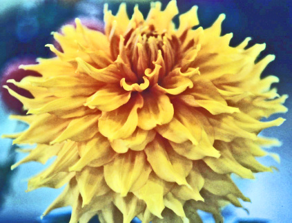 Dahlia  ' HAMARI GOLD '  (G.D.)    Ensum  UK  1984  Blewbury Dahlia Collection  (David Brown)